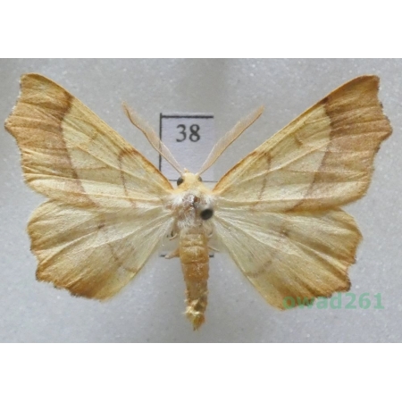 Ennomos quercinaria (Hufnagel, 1767) male Czech38